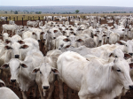 為遏阻碳排 紐西蘭自2025年起要收牛羊打嗝費