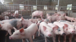非洲豬瘟蔓延江蘇　民眾質疑官方消息不敢吃豬肉