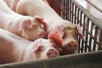 農委會推國產豬標章 最快9月試辦
