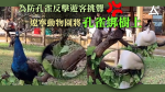 【十一國慶假期】為防孔雀反擊遊客挑釁　遼寧動物園將孔雀綁在樹上