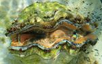 7種「硨磲貝」瀕臨絕種！海委會將列為珍稀保育類動物