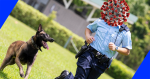 【武漢肺炎】空港警察犬検査陽性の犬のパイロットは、以前に農水省が放棄しないよう呼びかけていました:証拠はありません