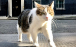 英國「首席捕鼠大臣」地位動搖？首相角逐人選曝最大弱點：有4隻貓