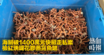 海關破1400萬元快艇走私案　檢紅珊瑚花膠燕窩魚翅