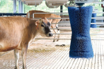 CityU Farm unveiled veterinary students raising cow milk test 24 Australian cattle have been conceived, milk is available in the school as soon as February