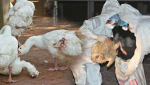 首現H5N8　新型H5N2病毒 台禽疫連環爆　活鵝啄咬鵝屍