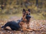 Second dog tests positive for Covid-19