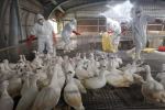 中國首現H3N8禽流感人類感染死亡　疾管署：已提高旅遊警示