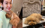 賈永婕原諒咬傷愛犬飼主！暖心捐紅包：毛孩子都不要受苦