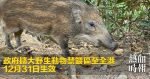 政府擴大野生動物禁餵區至全港　12月31日生效