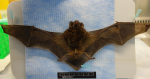 蝙蝠別亂碰！ 新北蝙蝠被驗出麗莎病毒 疾管署：有人畜共通的感染風險