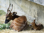 胖30公斤才知懷孕 北市動物園斑哥羚羊迎新成員