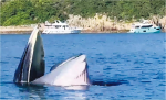西貢「上水」攝食 鯨魚見首不見尾
