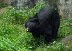 「小熊」34歲高齡辭世 北市動物園：標本化潛力低