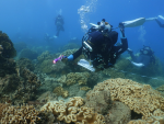 小琉球生態韌性超過臨界點？ 環團珊瑚礁體檢12年結果公布