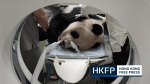 Beloved panda gifted by China to Taiwan dies