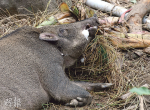 野豬捕獸器勒頸亡