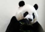 美中昔日交好時代象徵 華府動物園大貓熊全送回中國