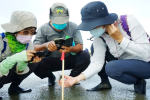 新竹香山濕地保育有成　創記錄8隻稚鱟現蹤