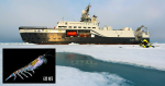 丹麥船隊征南極　調查漁業有否過度撈捕磷蝦破壞海洋生態