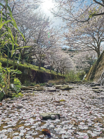 長崎「花見」秘點 琴海戶根川獨霸「櫻花河」