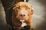 比特犬二度咬人 Lucky沒入後會安樂死?全台列管近4千隻…被狗咬傷該怎麼辦?