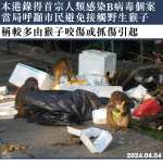 本港錄得首宗人類感染B病毒個案　當局呼籲市民避免接觸野生猴子　稱較多由猴子咬傷或抓傷引起