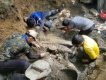 台灣史上最大、最完整鯨魚化石出土 科博館館長：意義重大