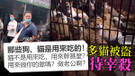 內地大量貓隻被偷盜至江門市場待宰殺　貓販冷血反問：貓不用來吃，用來幹嘛？