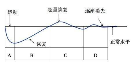 超量恢复.jpg