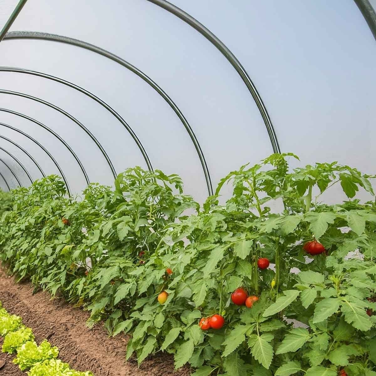 Gewächshausplane 3x4 m - TECPLAST - 150SE - Transparente Kunststoffplane für Gartengewächshäuser - Hohe Qualität - Made in France