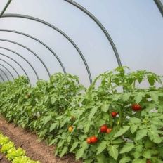 Lona Invernadero 6x4 m - TECPLAST 200SE - Lona Transparente Impermeable para Jardín - Máximo rendimiento - Hecha en Francia