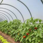 Bâche Serre 1,5x5 m - TECPLAST - 150SE - Film plastique transparent pour serre de jardin - Haute Qualité - Made in France