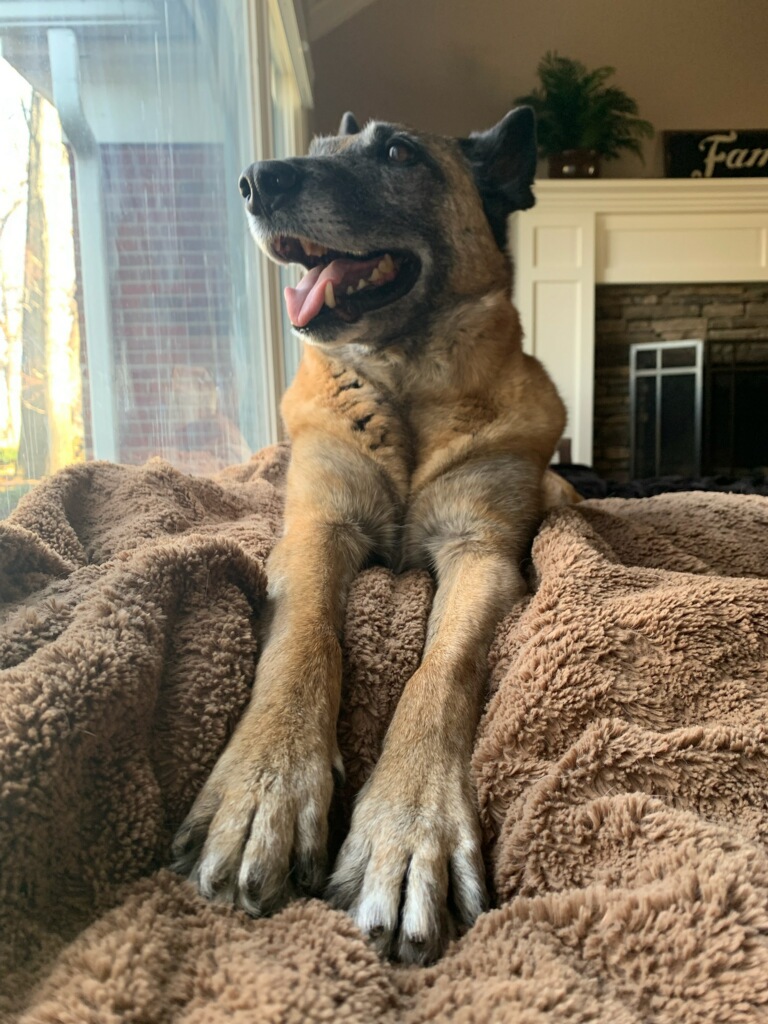 Nike laying upright on a fuzzy brown blanket smiling and looking out of a living room window