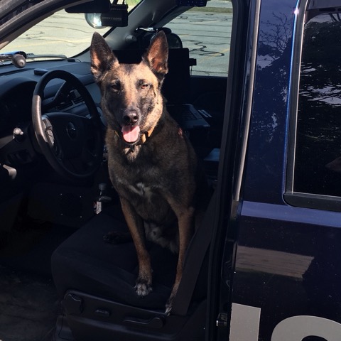 K9 Tank sitting in driver's seat of K9 vehicle with the door open looking out