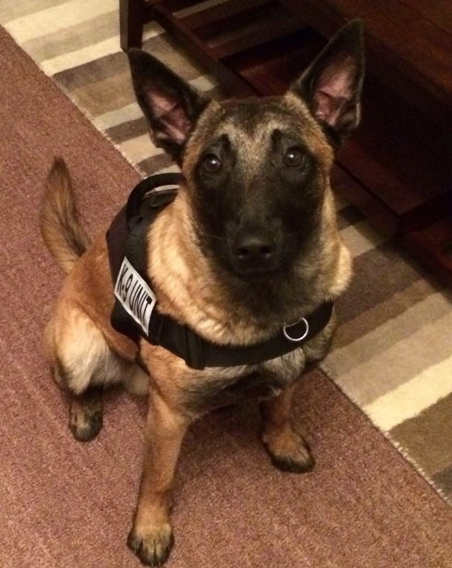 K9 Nike as a puppy sitting wearing a black harness that reads, "K9 Unit"