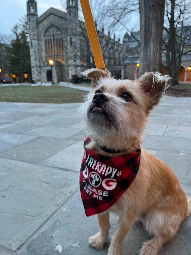 Small dog sitting outside wearing a red and black bandana around its neck that reads "Therapy Dog, Please pet me"