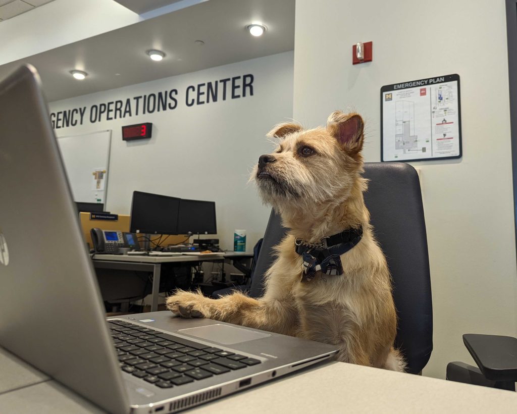 DPSS therapy dog, Nico, sitting in an office chair with his paw on an open laptop