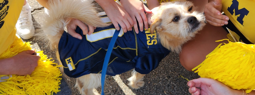 Children pet a dog in a sports jersey.
