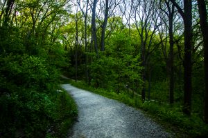 University of Michigan Arboretum trail.