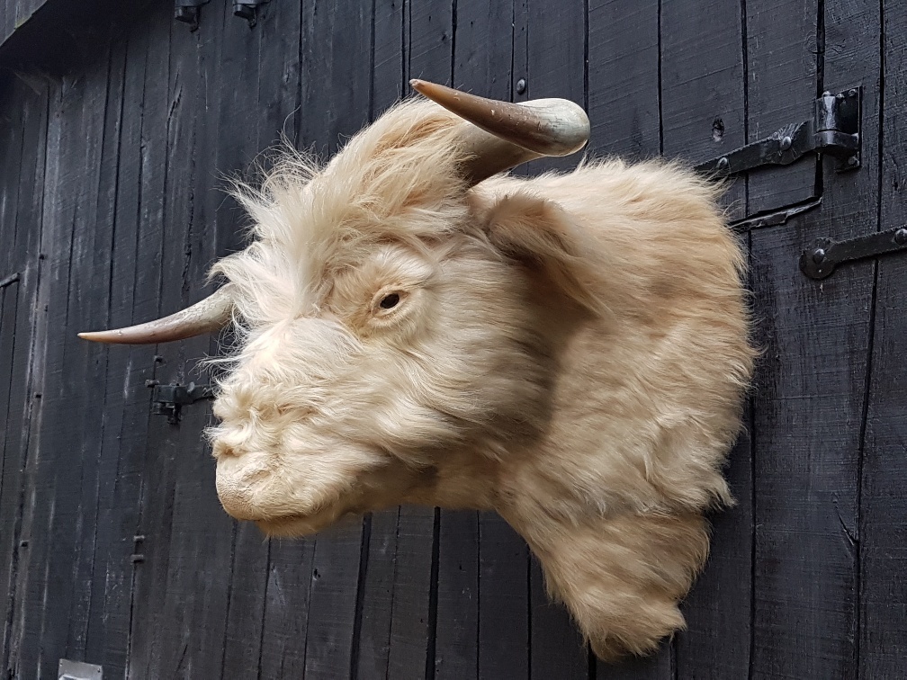 Welp Schotse Hooglander Stierenkop - Opgezet - Geprepareerd - Taxidermy DB-75