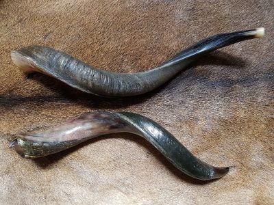Rufhorn von Kudu`s ca. 50 cm lang