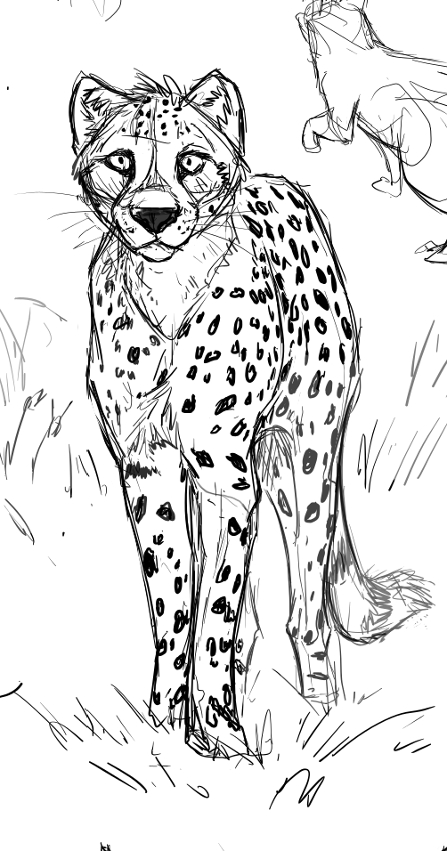 Cheetah