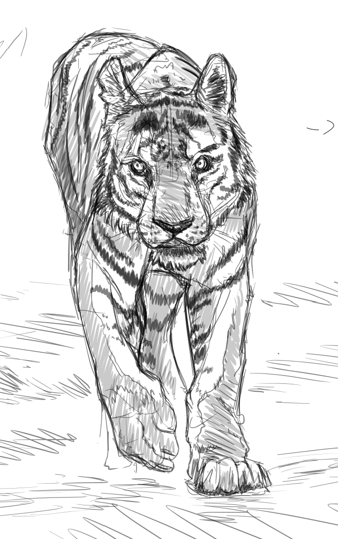 Tiger Study