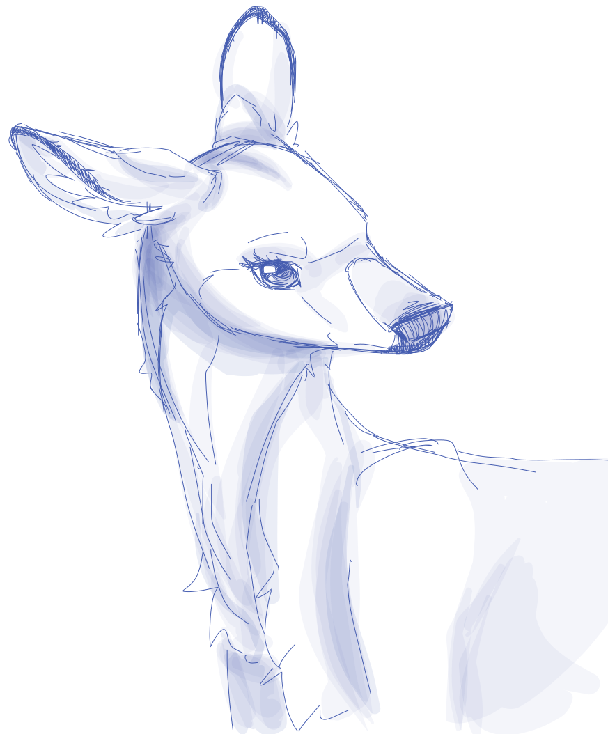 Deer 