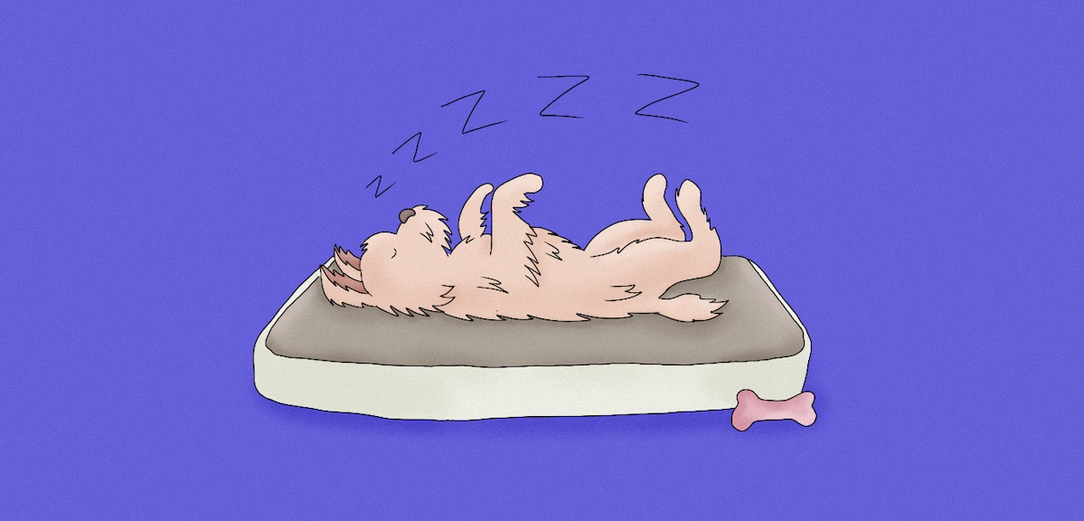 How To Tell If Your Dog Is Dreaming?