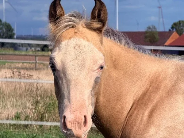 Filly by MAYTHEFORCEBEWHIZYOU 