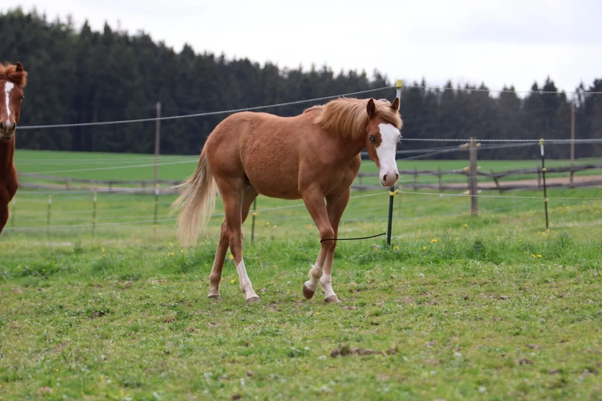 His Royal Whizzness