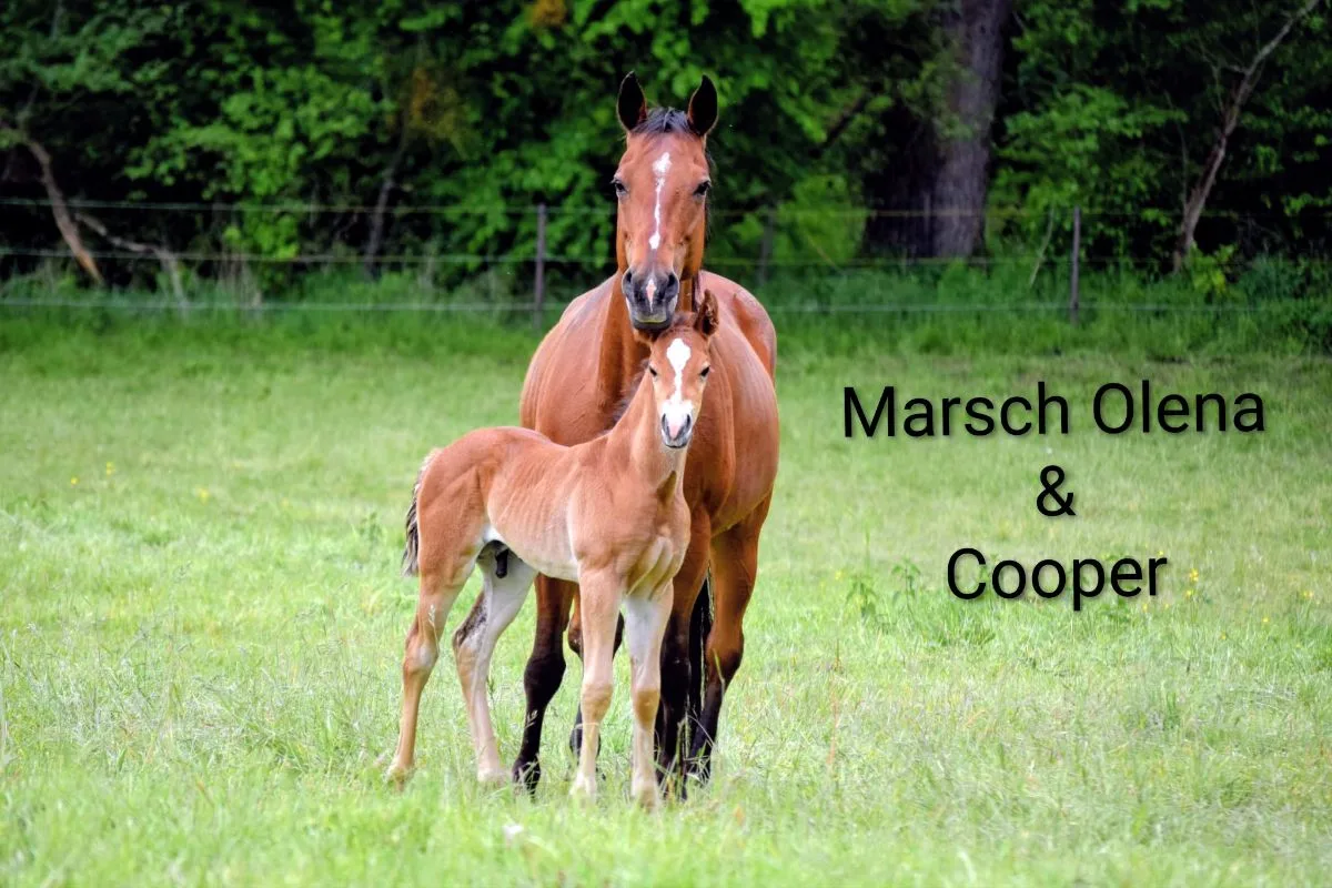 Cooper