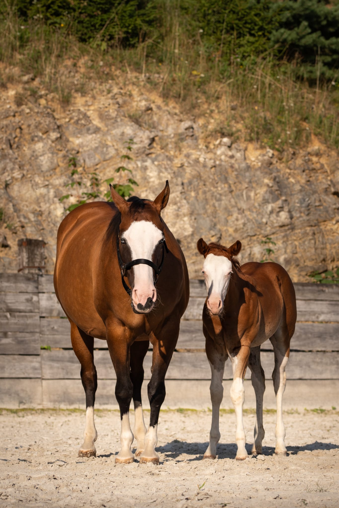 2025 splash filly
